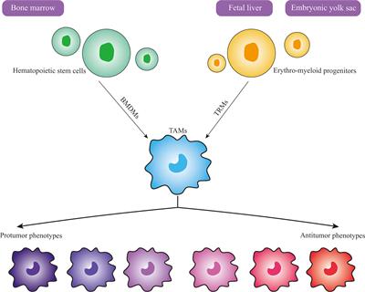 Tumor-Associated Macrophages: A Potential Target for Cancer Therapy